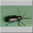 Oulema gallaeciana - Blaues Getreidehaehnchen 02.jpg